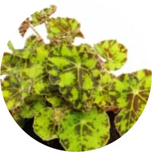 Eyelash Begonia - 
