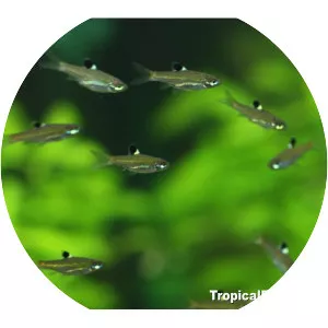 Eyespot rasbora