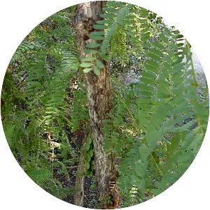 Eysenhardtia orthocarpa