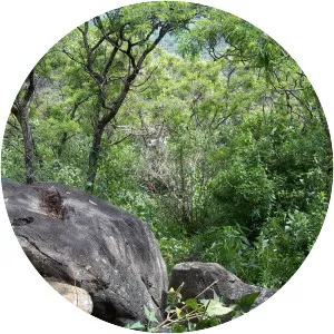 Eysenhardtia polystachya