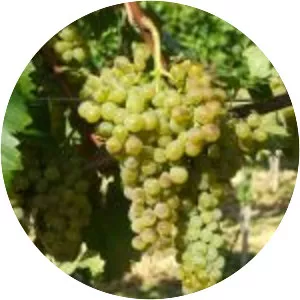 Ezerjó (Vitis Vinifera 'Ezerjó')