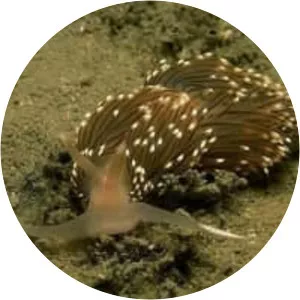 Facelina bostoniensis - 