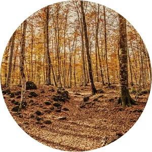 Fageda d'en Jordà - 