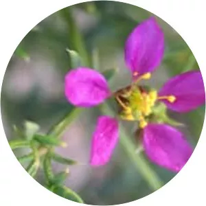 Fagonia laevis - Plants