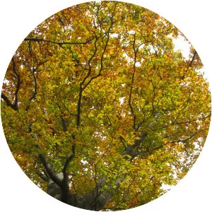 Fagus crenata - Plants