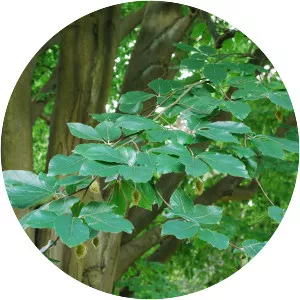 Fagus orientalis photograph