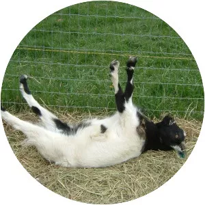 Fainting goat