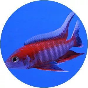 Fairy cichlid