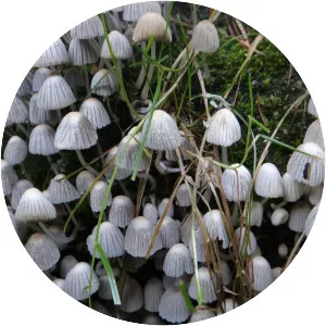 Fairy inkcap