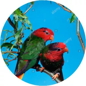 Fairy lorikeet - Birds