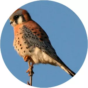 Falcons and caracaras