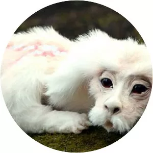 Falkor - Fictional character