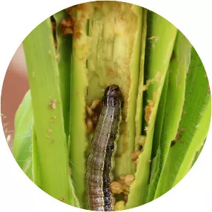 Fall armyworm