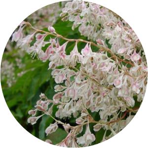 Fallopia baldschuanica - 