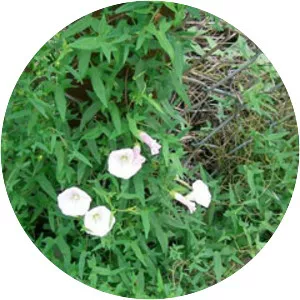 False bindweeds