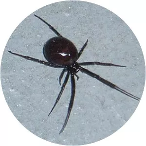 False black widows
