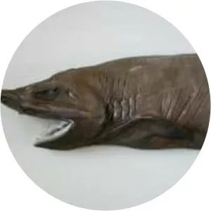False catshark