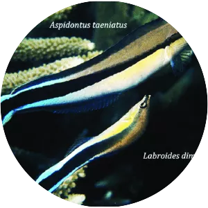 False cleanerfish