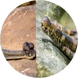 False gharial