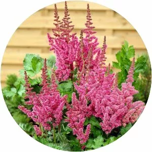 False goat's beard (Yalancı Keçisakalı)