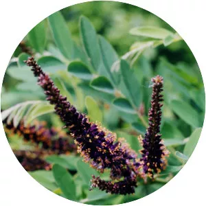 False indigos - Plants