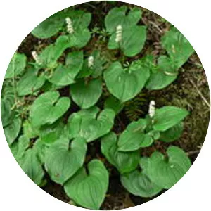 False lily of the valley