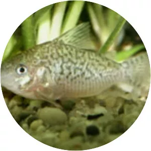 False network catfish