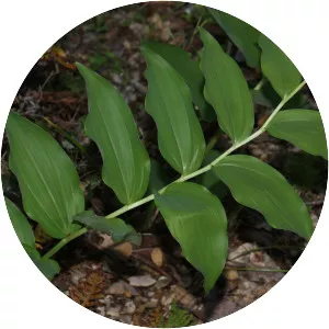 False solomon's-seal