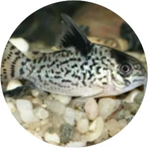 False spotted catfish