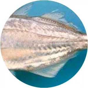 False trevally