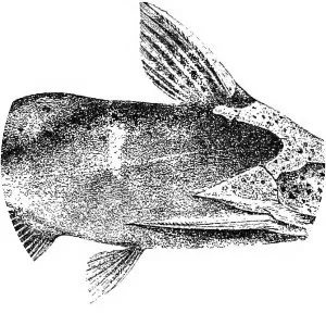 False upside down catfish