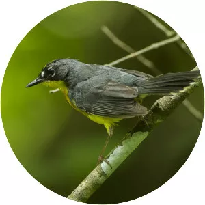 Fan-tailed warbler - Bird