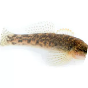 Fantail darter