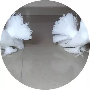 Fantail pigeon - Columba livia domestica breed