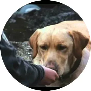 Far from Home: The Adventures of Yellow Dog - 1995 ‧ Adventure/Family ‧ 1h 27m