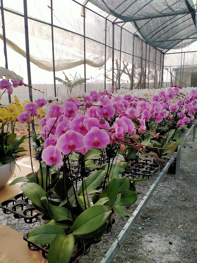 Farm Fresh vegetables V.Green - Organic farm in Vinh, Vietnam