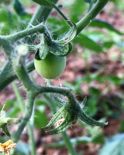 Farming.ly - Smart farm