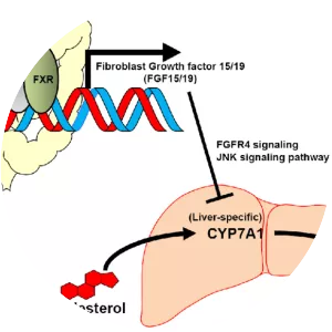 Farnesoid X receptor - 