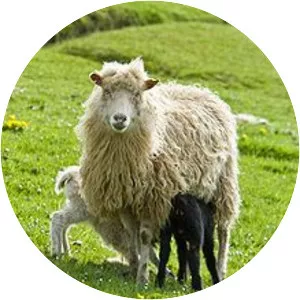 Faroe sheep