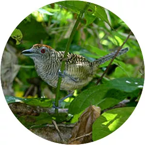 Fasciated antshrike - Bird