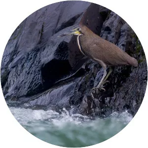 Fasciated tiger heron - Birds