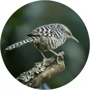 Fasciated wren - Bird