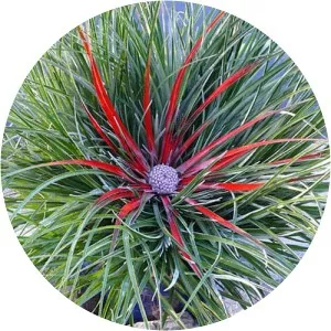 Fascicularia