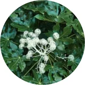 Fatsia