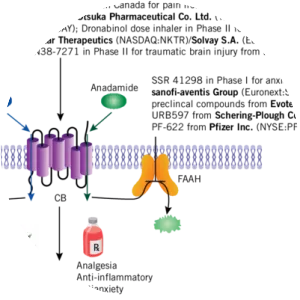 Fatty acid amide hydrolase - 