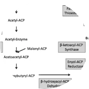 Fatty acid synthase