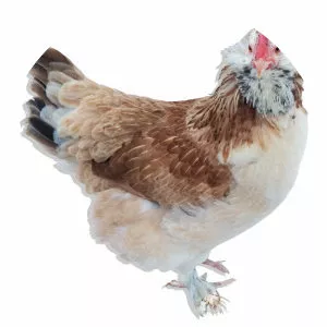 Faverolles chicken - Chicken breed