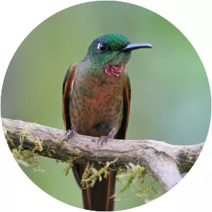 Fawn-breasted brilliant