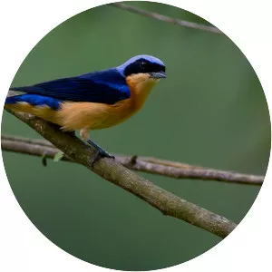 Fawn-breasted tanager