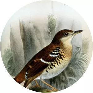 Fawn-breasted thrush - 